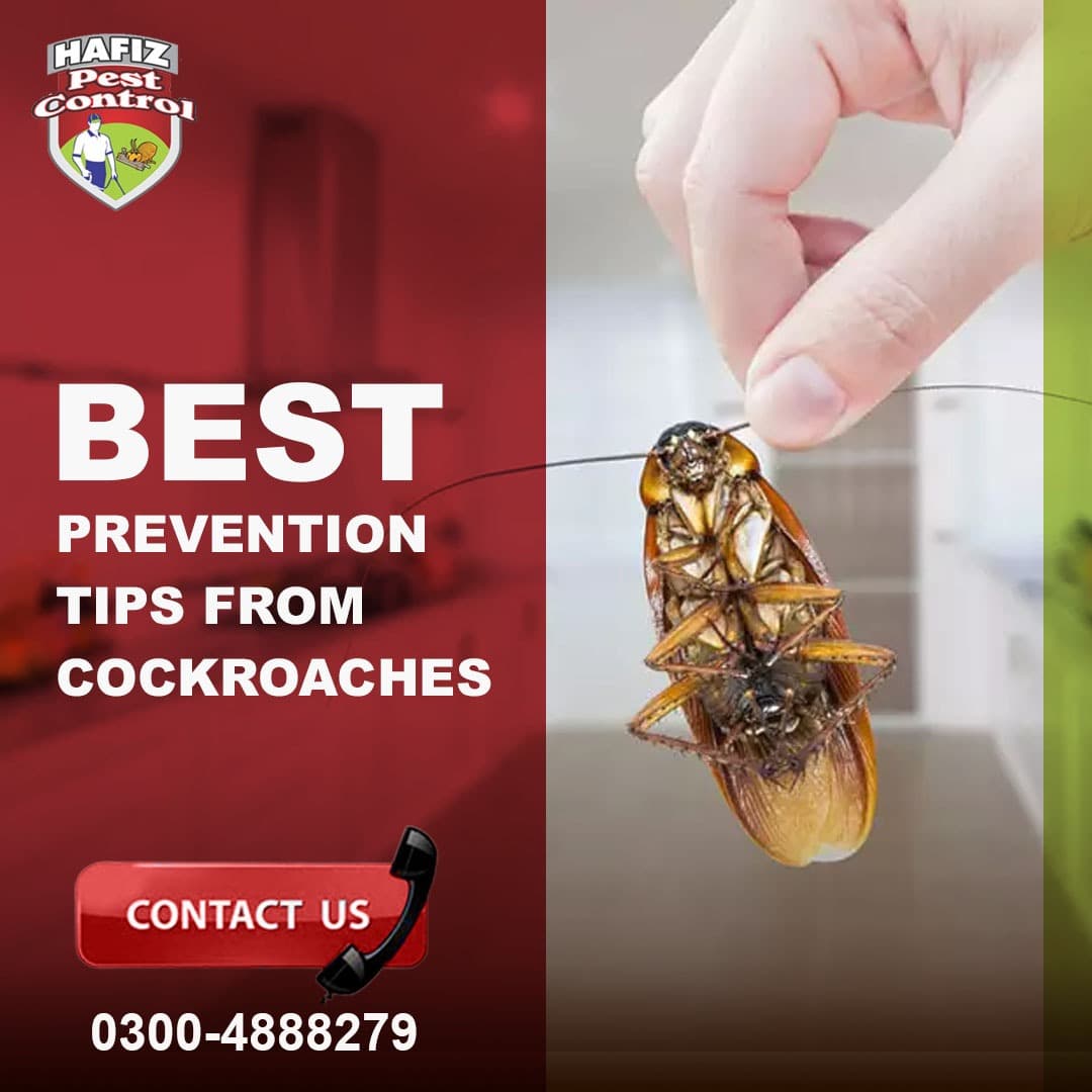 Best Prevention tips from Cockroaches | Blog