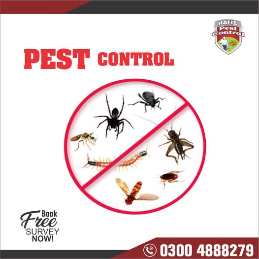Pest Control near Me | Hafiz Pest Control