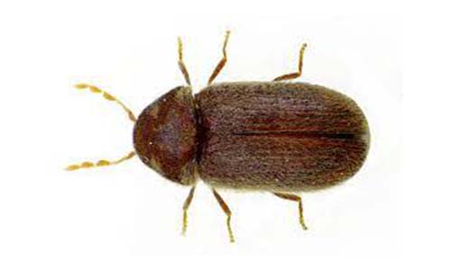Drugstore Beetle - bed bugs killer