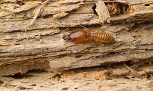 Dry Wood Termite - termite proofing
