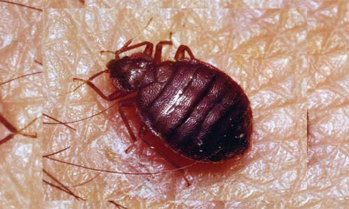 Haematosiphon - Bed Bug Pest Control Services