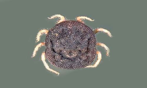 Omithodoros - Bed Bug Exterminator in Lahore
