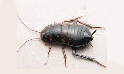 Oriental Cockroach - Cockroach Killer Spray