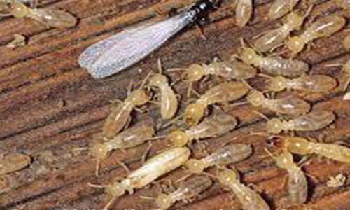Subterranean Termites - termite control services in Lahore