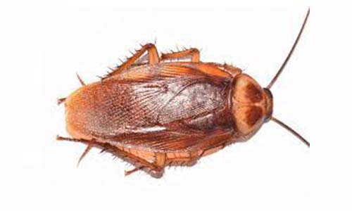 american cockroach - cockroach pest control