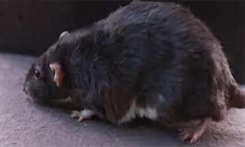 Black Rat Control Services