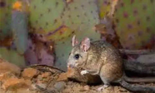 Pack Rat and rodent proofing
