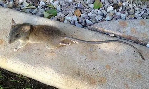 Roof Rat killer services using rat x