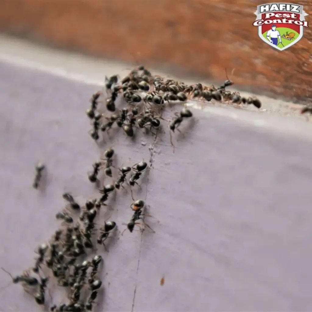 Ant Control in Lahore