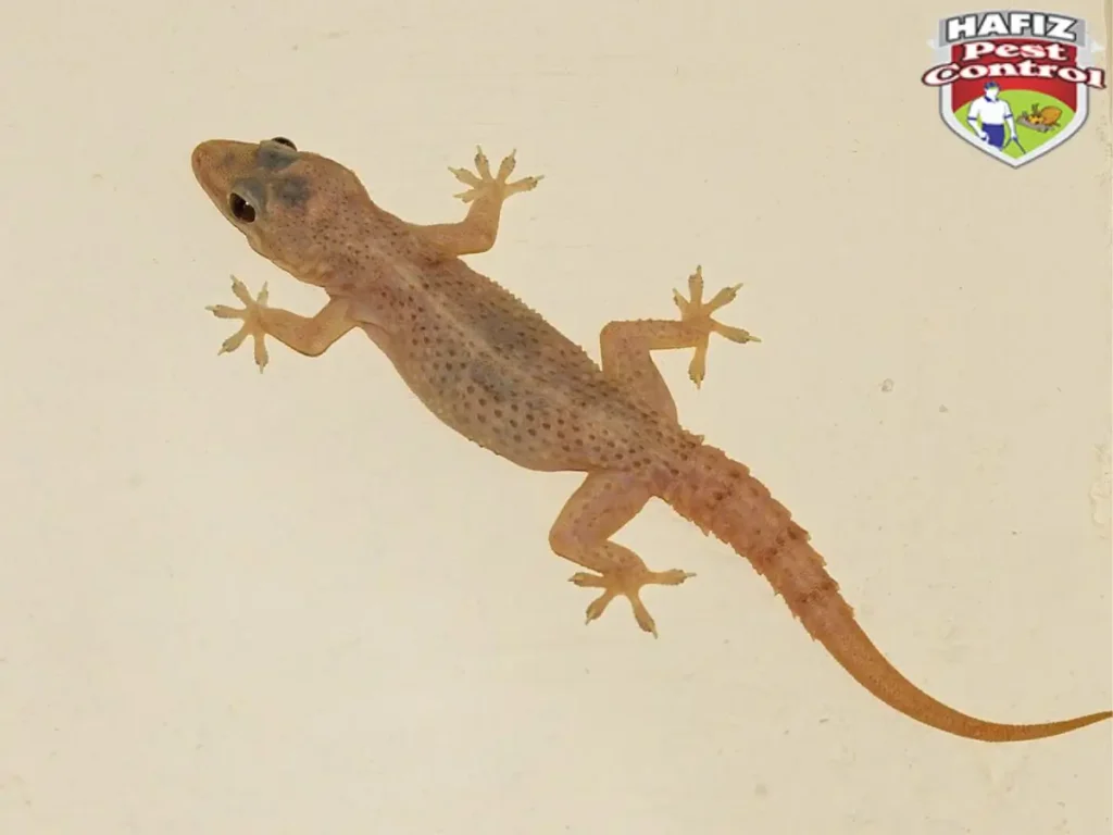 Lizard Control in Lahore
