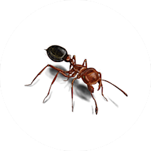 Ants