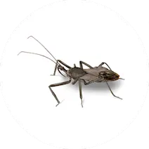 Assassin Bugs