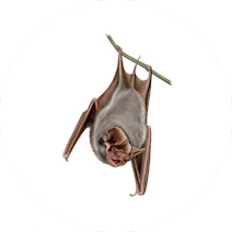 Bats
