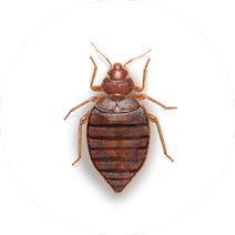 Bed Bug