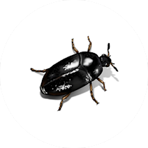 Beetles