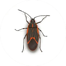 Boxelder Bug