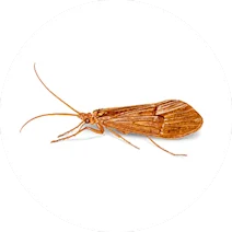 Caddisfly