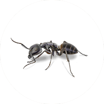 Carpenter Ants