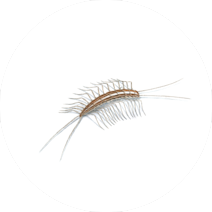Centipedes
