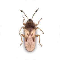 Chinch Bug