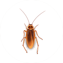 Cockroaches