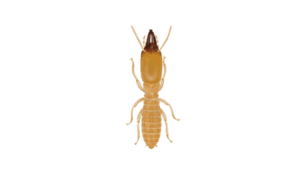 Dark Southeastern Subterranean Termite