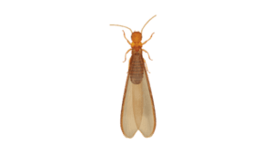 Desert Drywood Termite