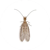 Dobsonfly