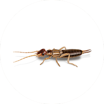 Earwigs