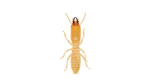 Eastern Subterranean Termite