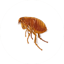 Fleas