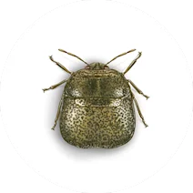 Kudzu Bug