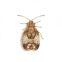 Lace Bug
