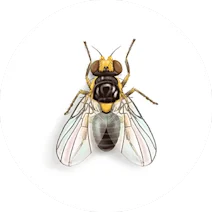 Leaf Miner