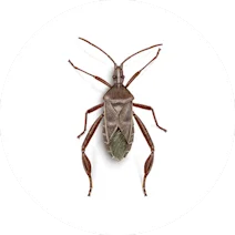 Leaffooted Bug