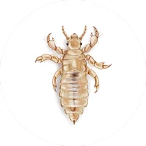 Lice