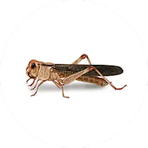 Locust