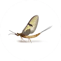 Mayfly