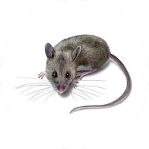 Mice