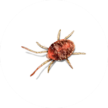 Mites