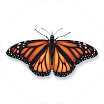 Monarch Butterfly