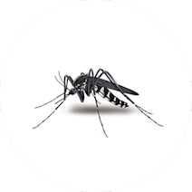 Mosquitoes