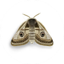 Moths