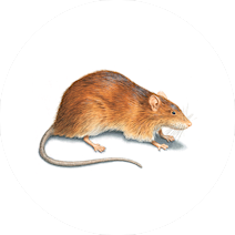 Rats