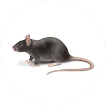 Rodent