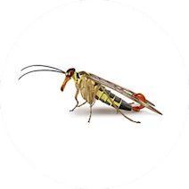 Scorpion Fly