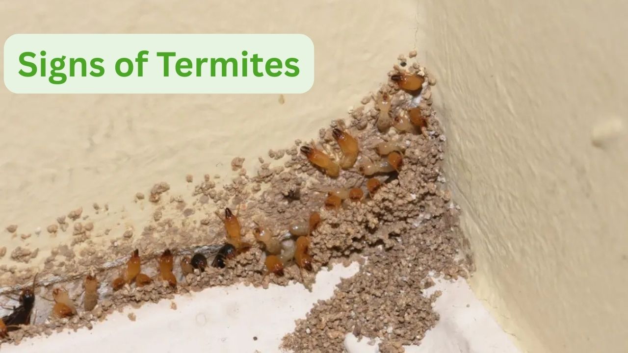 Signs of Termites