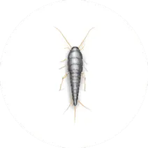 Silverfish
