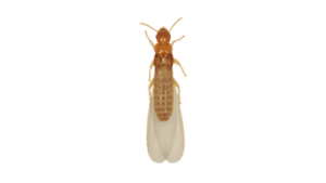 Southeastern Drywood Termite