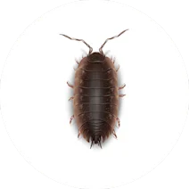 Sowbugs